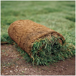 laying_sod